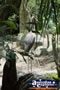 Bird Through the Plants . . . CLICK TO ENLARGE
