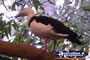 Bird in a  Tree . . . CLICK TO ENLARGE
