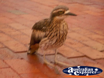 Bird on the Floor . . . CLICK TO VIEW ALL BIRDS FEEDING POSTCARDS