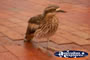 Bird on the Floor . . . CLICK TO ENLARGE