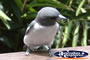 Close Up of Small Bird . . . CLICK TO ENLARGE