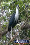 Tall Bird Climbing a Tree . . . CLICK TO ENLARGE