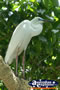 Pretty White Bird Amongst Leaves . . . CLICK TO ENLARGE