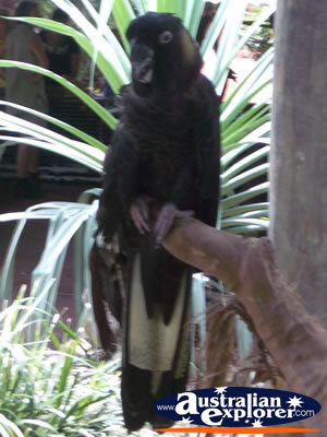 Bird Breakfast Black Cockatoo . . . VIEW ALL COCKATOOS PHOTOGRAPHS