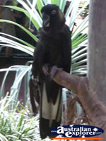 Bird Breakfast Black Cockatoo . . . CLICK TO ENLARGE