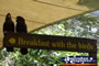 Bird Breakfast Black Cockatoos . . . CLICK TO ENLARGE