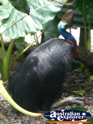 Bird Breakfast Cassowary . . . CLICK TO VIEW ALL CASSOWARIES POSTCARDS