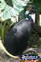Bird Breakfast Cassowary . . . CLICK TO ENLARGE