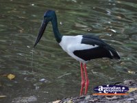 Black-neck Stork . . . CLICK TO ENLARGE