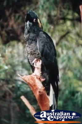 Black Cockatoo . . . CLICK TO VIEW ALL COCKATOOS POSTCARDS