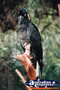 Black Cockatoo . . . CLICK TO ENLARGE