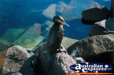 Black Cormorant Perched on a Rock . . . VIEW ALL SAND PIPERS PHOTOGRAPHS