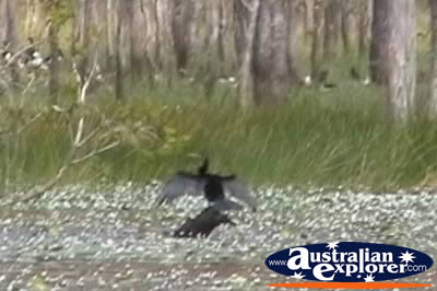 Black Cormorant . . . VIEW ALL SAND PIPERS PHOTOGRAPHS