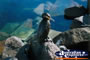 Black Cormorant Perched on a Rock . . . CLICK TO ENLARGE