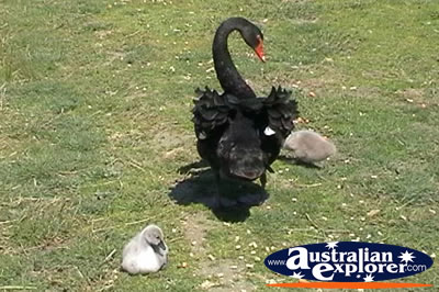 Two Cygnets and a Black Swan . . . CLICK TO VIEW ALL SWANS POSTCARDS