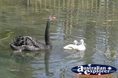Black Swan with a pair of Cygnets . . . CLICK TO VIEW ALL SWANS POSTCARDS