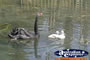 Black Swan with a pair of Cygnets . . . CLICK TO ENLARGE