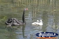Black Swan with a pair of Cygnets . . . CLICK TO ENLARGE