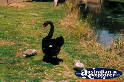 Black Swan on the Bank with Cygnets . . . CLICK TO VIEW ALL SWANS POSTCARDS