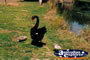 Black Swan on the Bank with Cygnets . . . CLICK TO ENLARGE