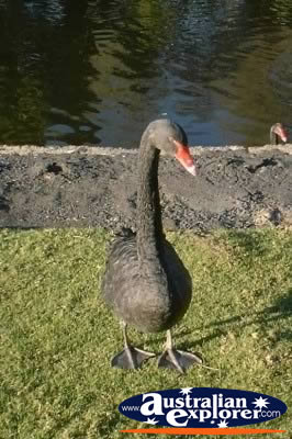 Black Swan Posing . . . CLICK TO VIEW ALL SWANS POSTCARDS