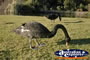 Two Black Swans Eating . . . CLICK TO ENLARGE