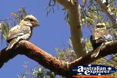 Pair of Blue Winged Kookaburras in a Tree . . . VIEW ALL LAUGHING KOOKABURRAS PHOTOGRAPHS