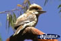 Blue Winged Kookaburra . . . CLICK TO ENLARGE