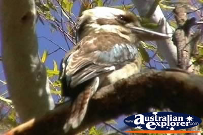Closeup of Blue Winged Kookaburra . . . VIEW ALL LAUGHING KOOKABURRAS PHOTOGRAPHS