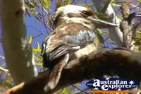 Closeup of Blue Winged Kookaburra . . . CLICK TO ENLARGE