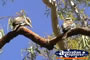 Pair of Blue Winged Kookaburras . . . CLICK TO ENLARGE
