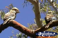 Pair of Blue Winged Kookaburras in a Tree . . . CLICK TO ENLARGE