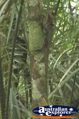 Boyds Rainforest Dragon . . . CLICK TO VIEW ALL WATER MONITORS POSTCARDS