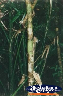 Boyds Rainforest Dragon Climbing a Branch . . . CLICK TO VIEW ALL WATER MONITORS POSTCARDS