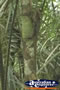 Boyds Rainforest Dragon . . . CLICK TO ENLARGE