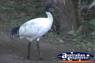 Brolga . . . CLICK TO VIEW ALL JABIRUS POSTCARDS