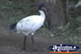 Brolga . . . CLICK TO ENLARGE