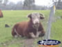 Bull Lying Down . . . CLICK TO ENLARGE