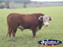 Bull . . . CLICK TO ENLARGE