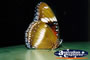 Colourful Butterfly . . . CLICK TO ENLARGE
