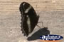 Butterfly on a Log . . . CLICK TO ENLARGE