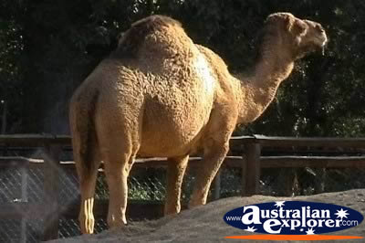 Camel . . . VIEW ALL CAMELS PHOTOGRAPHS