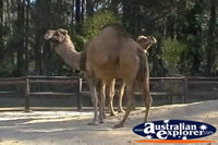 Pair of Camels . . . CLICK TO ENLARGE