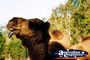 Closeup of Camel Face . . . CLICK TO ENLARGE