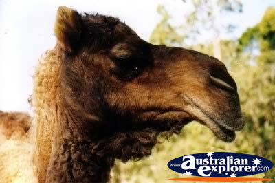 Closeup of Camel . . . CLICK TO VIEW ALL CAMELS POSTCARDS