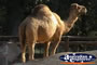 Camel . . . CLICK TO ENLARGE