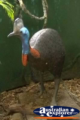 Tall Cassowary . . . CLICK TO VIEW ALL CASSOWARIES POSTCARDS