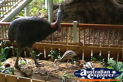 Cassowary And Friends . . . CLICK TO VIEW ALL CASSOWARIES POSTCARDS