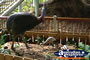 Cassowary And Friends . . . CLICK TO ENLARGE