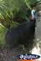 Cassowary Close Up . . . CLICK TO ENLARGE